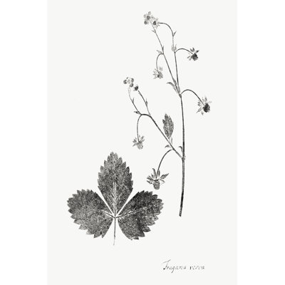 " Botanical Imprint IV " by Vision Studio