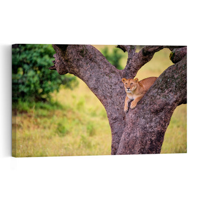 African Lioness In Tree Peaceful Abstract Contemporary Cat Lion Nature Tree Wall Art Print 1 Piece Wrapped Canvas Wall Art
