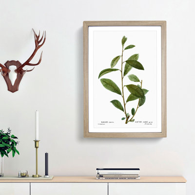 Grey Willow Tree Branch by Pierre-Joseph Redoute - Picture Frame Painting Print