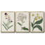 Ensemble de 3 pièces encadrées sur toile Antique Botanical Collection VII-97760030-97760029