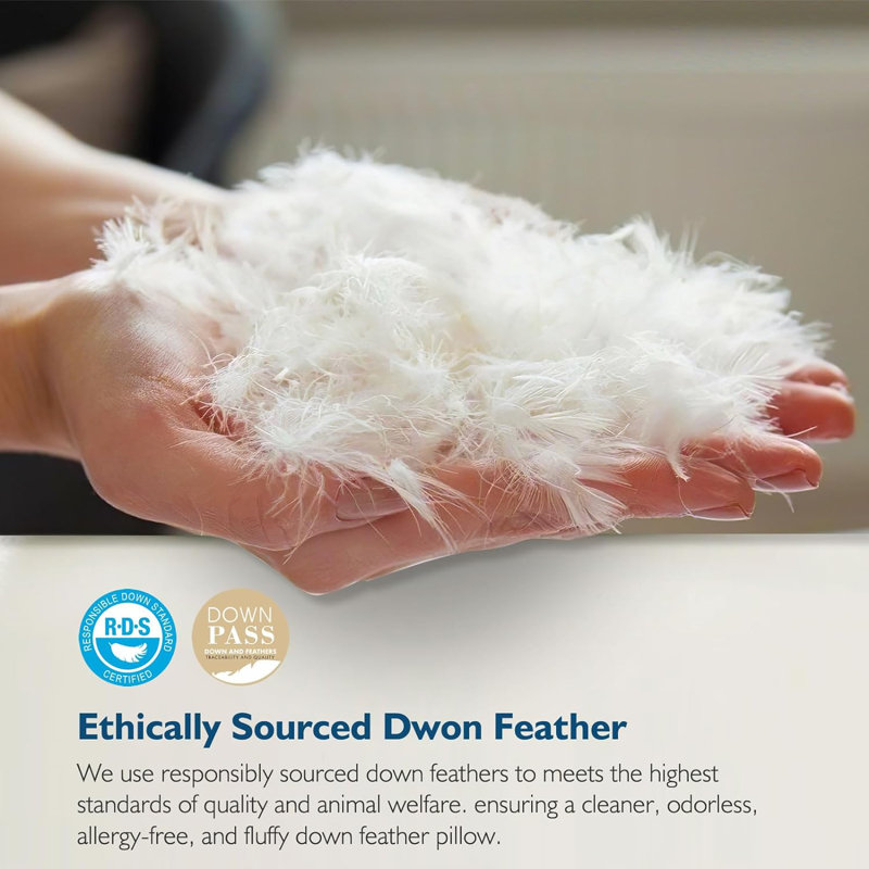 Xavier 100% Organic Cotton Soft-Medium Support Feather Down Pillows Set of 2, Standard