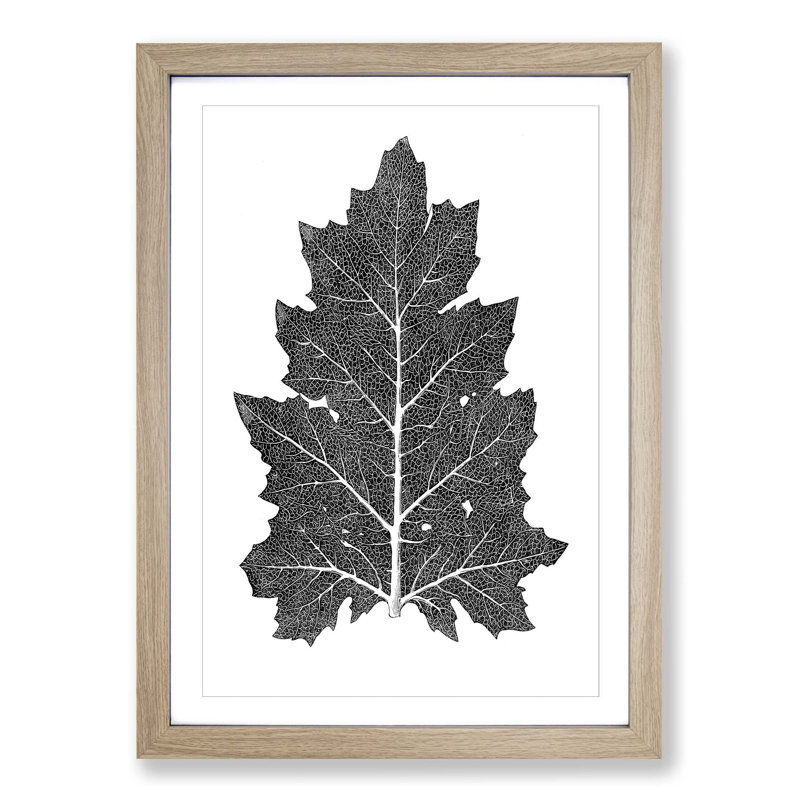 Illustration of a Leaf by Owen Jones - Picture Frame Drawing Print, Oak, 50cm H x 35cm W x 2cm D