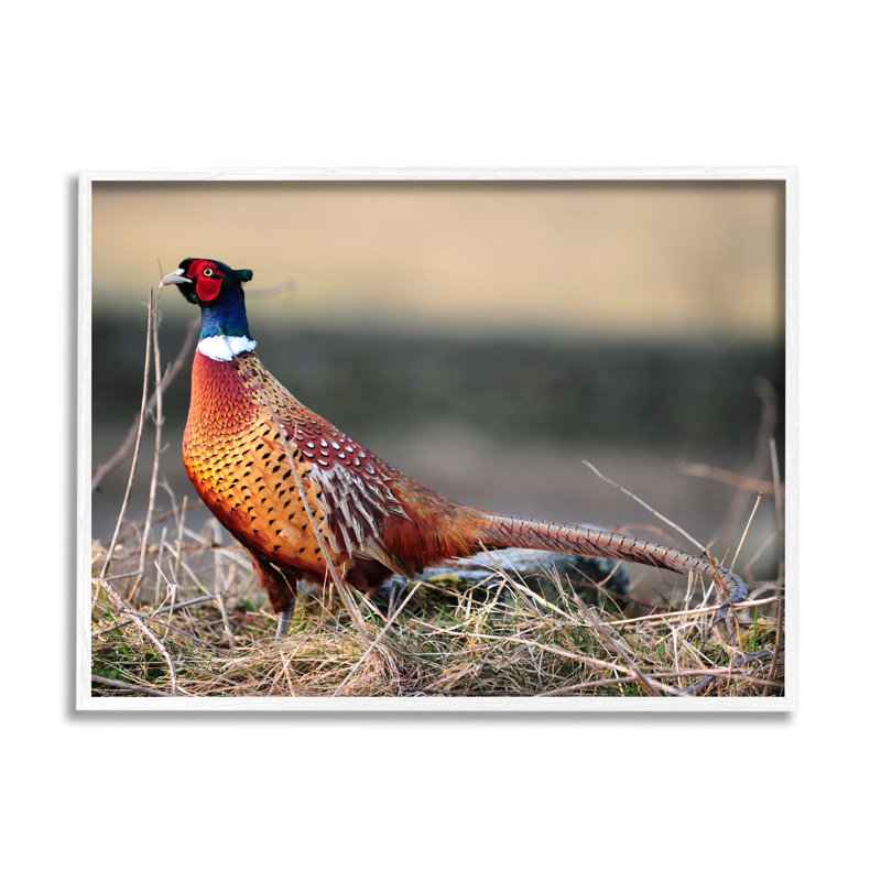 «Lone Pheasant Bird Grassy Forest Floor Wildlife» par James Dobson - photographie à cadre flottant sur toile