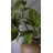 Fig Leaf Branch 39"
