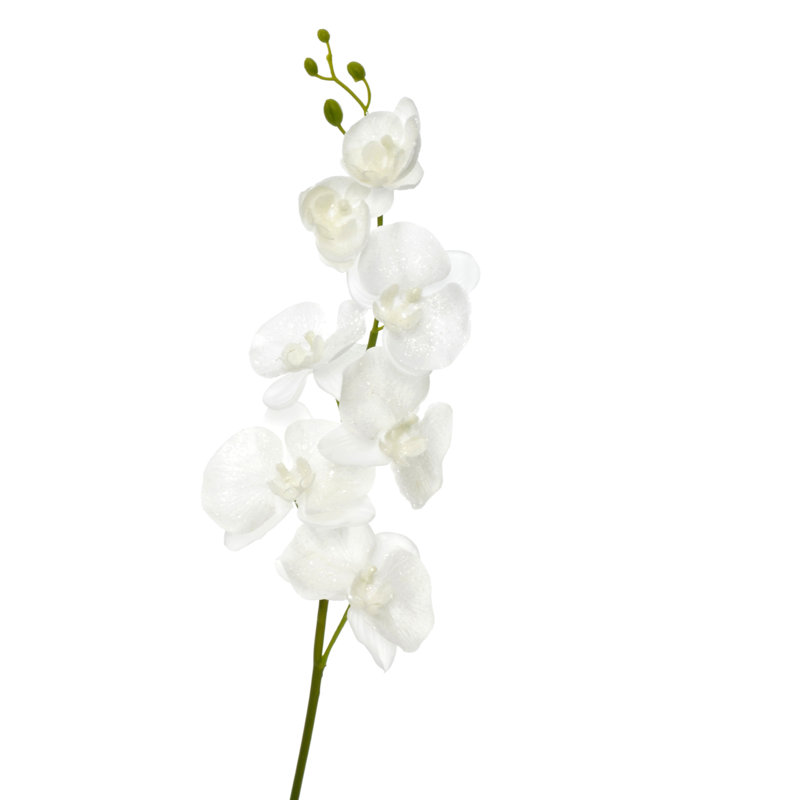 Orchid Arrangement