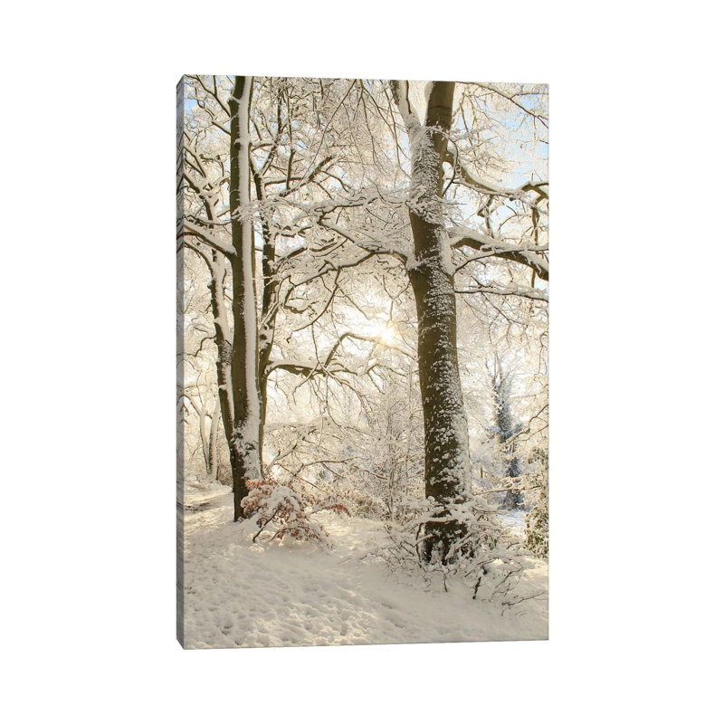 Snowy Winter Trees by Alyson Fennell - Wrapped Canvas Print, 20.32 cm H x 30.48 cm W