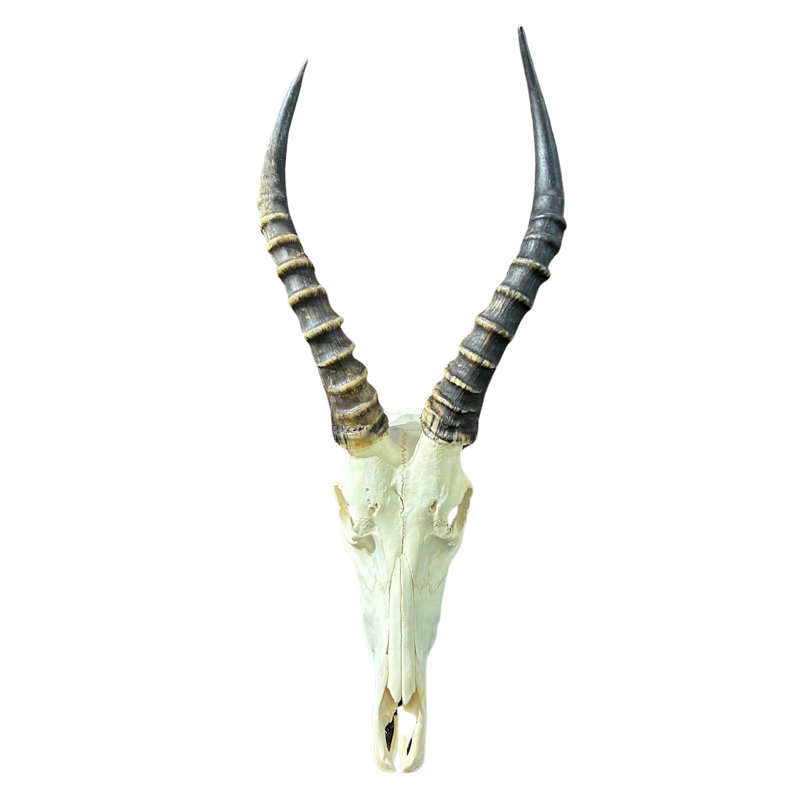 Véritable crâne d'antilope Blesbok