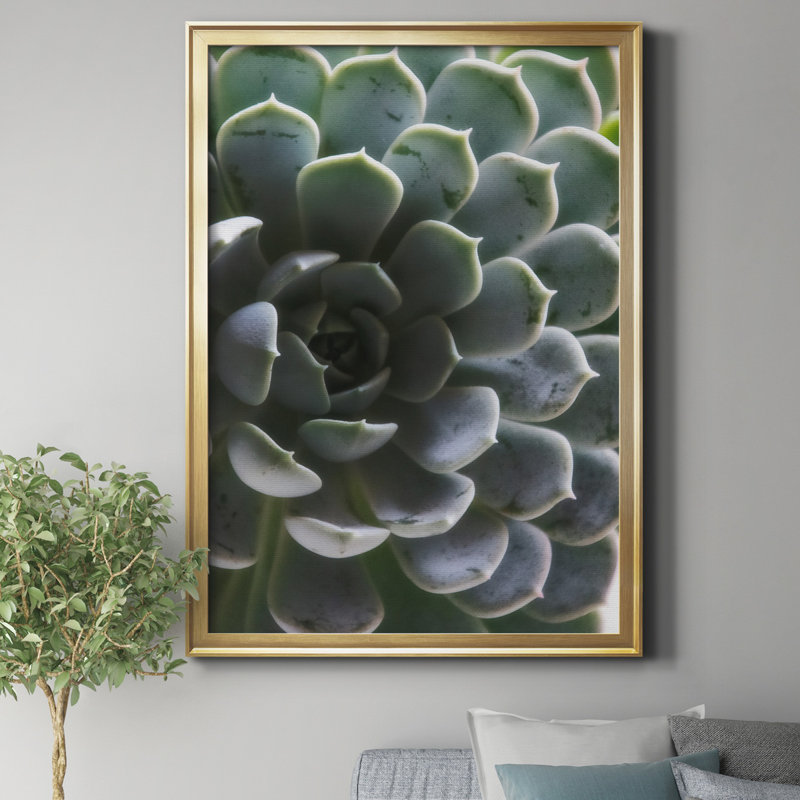 «Zen Succulent I» par J Paul - reproduction de photo sur toile encadrée, H 22,5 po x l 30,5 po x P 1,5 po, Doré