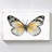"Vintage Flutter II" by Tava Studios Print on Canvas-490108330
