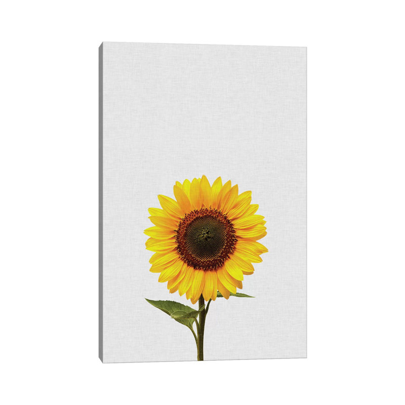 Sunflower by Orara Studio - Wrapped Canvas Print, 20.32 cm H x 30.48 cm W