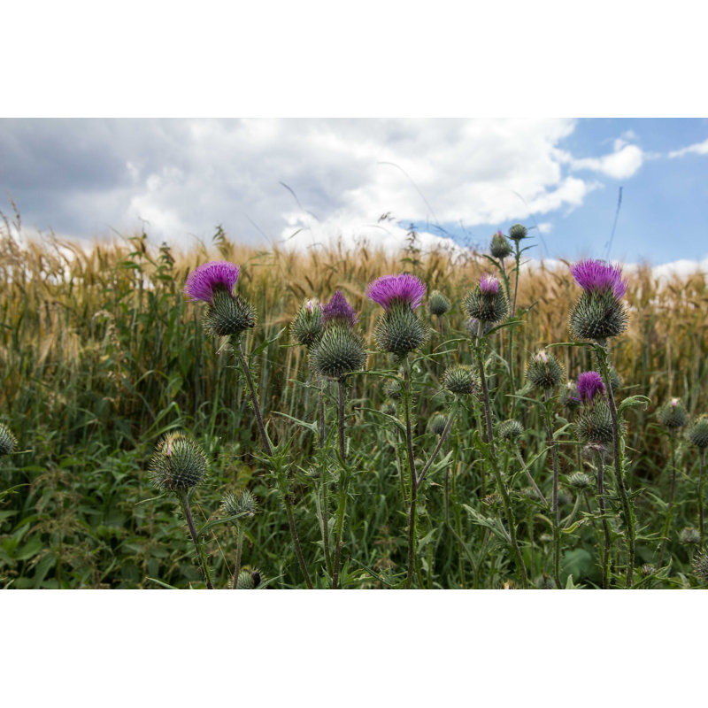 Thistle - Photographie sur toile tendue, H 8 po x l 12 po