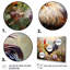 Red Melody Rooster S Flower Gardens - Rooster, ensemble de 4 pièces d'art mural-283061585