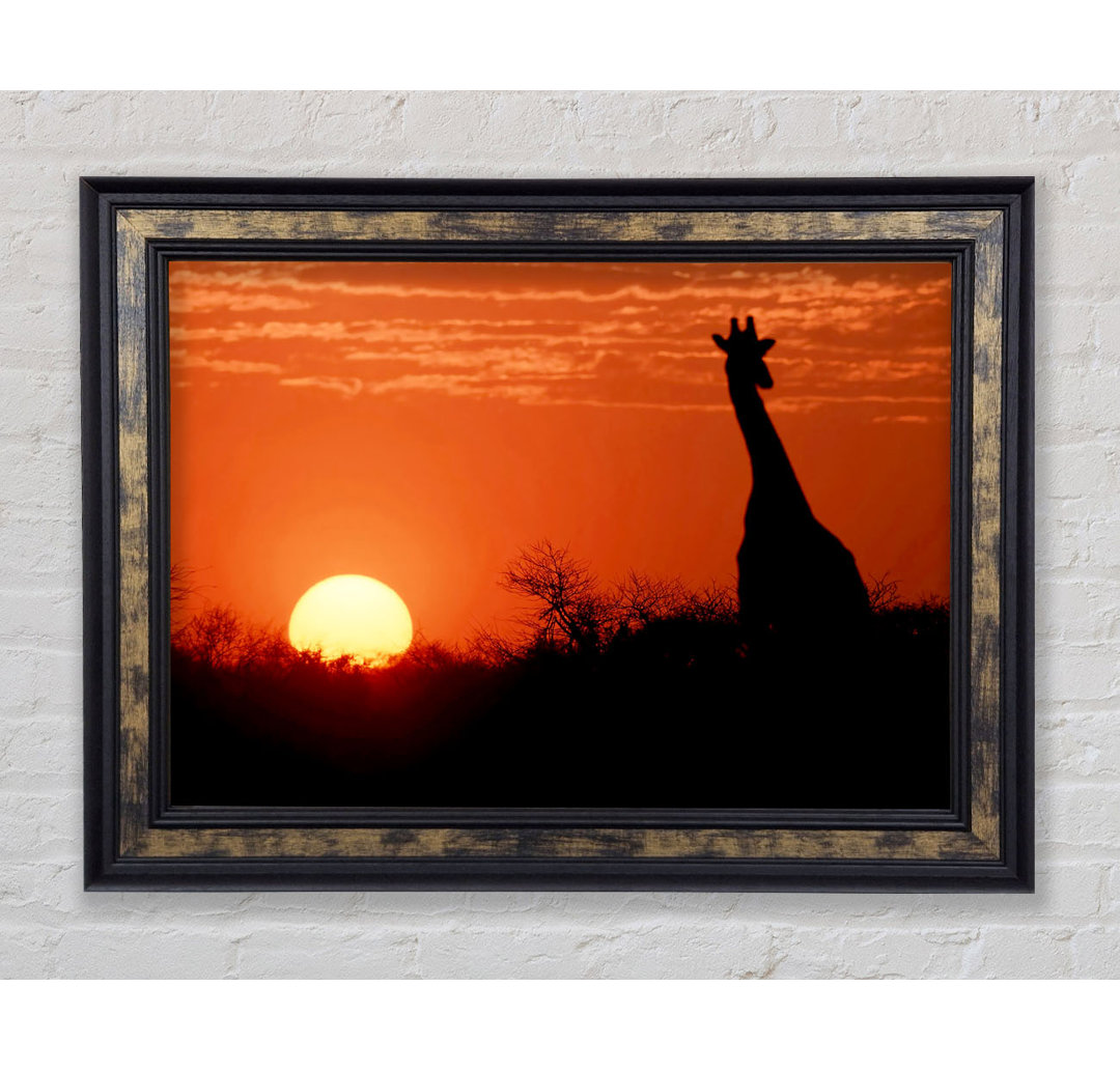 Afrikanische Giraffe im Sonnenuntergang - Einzelner Bilderrahmen Kunstdrucke