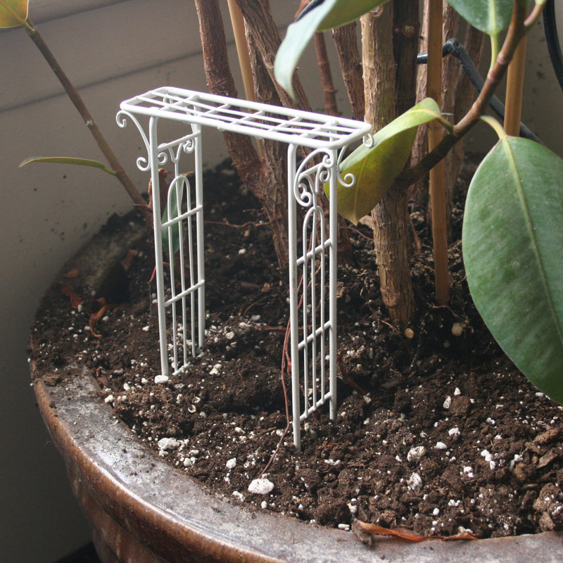 Jardin fée, Blanc