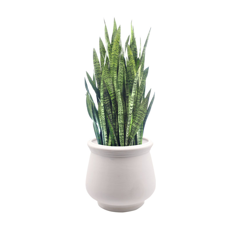 Talavera Ceramic Pot Planter