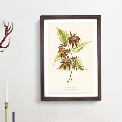 Boxelder Maple Leaf - Framed Print