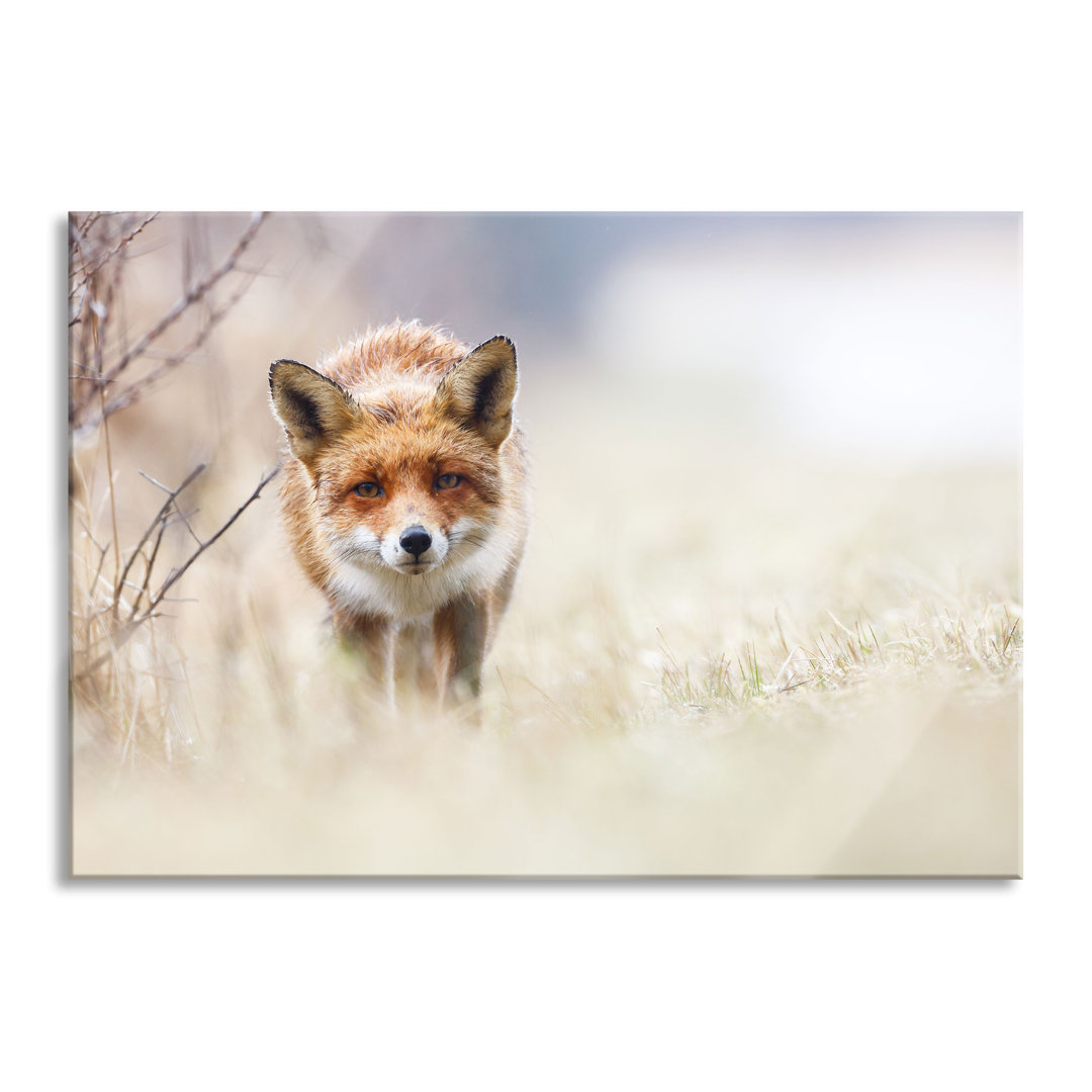 Glasbild Schleichender Fuchs