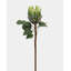 Green King Protea 23.5"-386055599