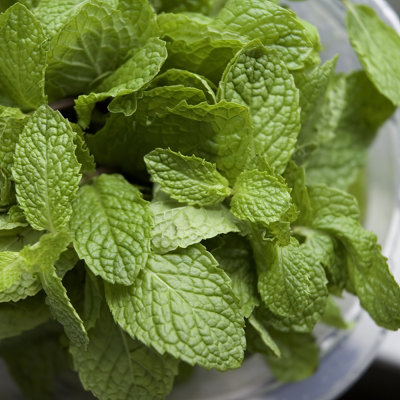 4 in. Herb Chocolate Mint (3-Pack)
