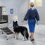 Baignoire de toilettage pour chien en métal de 62 po avec ouverture à droite-93738023
