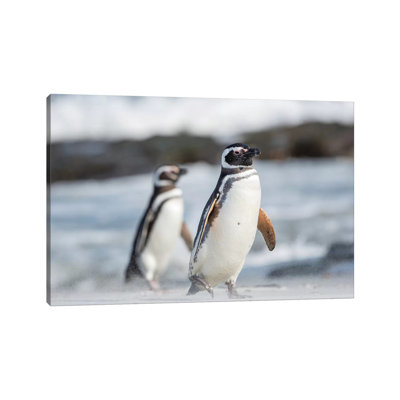 Magellanic Penguin, Falkland Islands. 1 Piece Wrapped Canvas Wall Art
