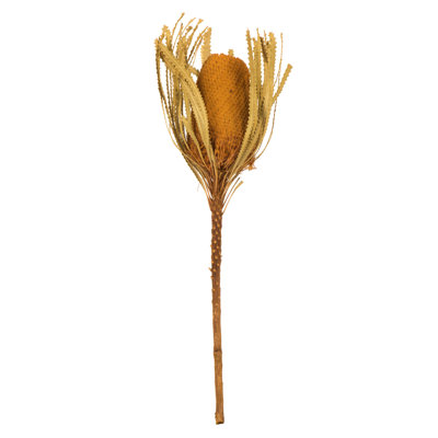 Arrangement floral Banksia