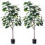 Figuier figuier figuier 4 branches en pot-88616027