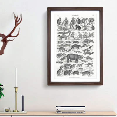 Study of Mammals LII by Oliver Goldsmith - Picture Frame Drawing Print