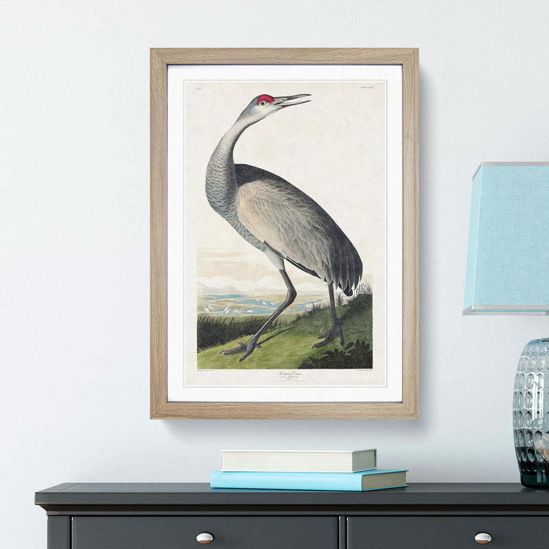 Hooping Crane by John Audubon - Picture Frame Painting Print, Oak Framed, 65cm H x 48cm W x 2cm D