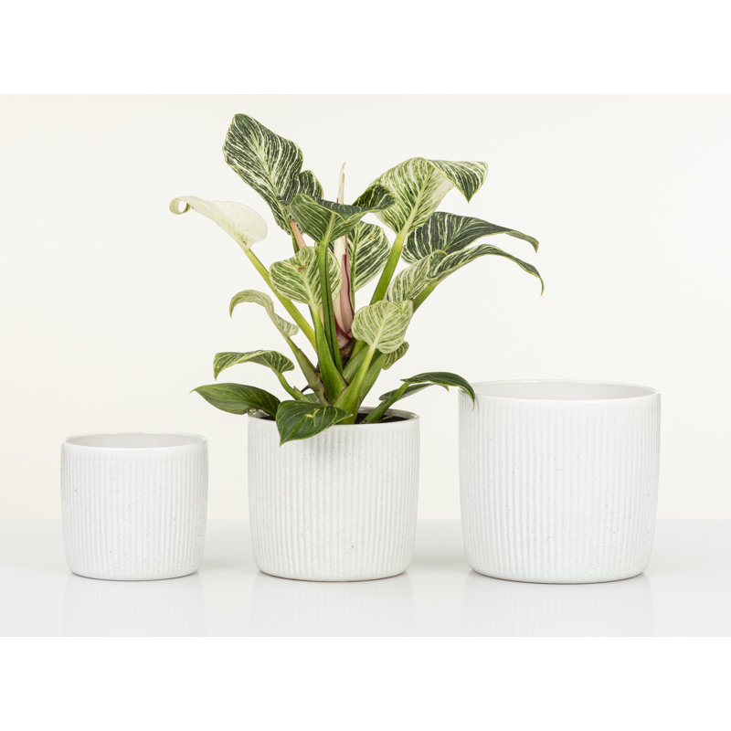Cache-pot intérieur en céramique Kathrien, H 6,25 po x l 7 po x P 7 po, Blanc