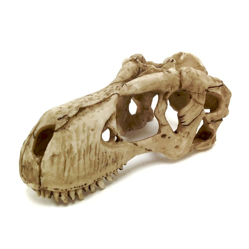 Figurine crâne de dinosaure