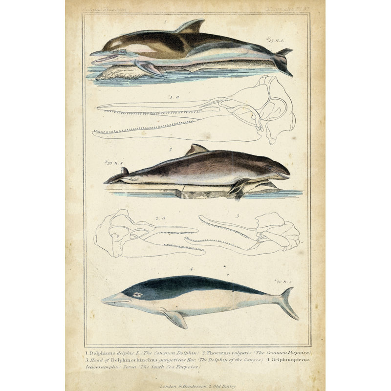Antique Whale & Dolphin Study II by G. Henderson - Wrapped Canvas Print, 91cm H x 61cm W x 3.8cm D