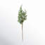 Pin Juniper