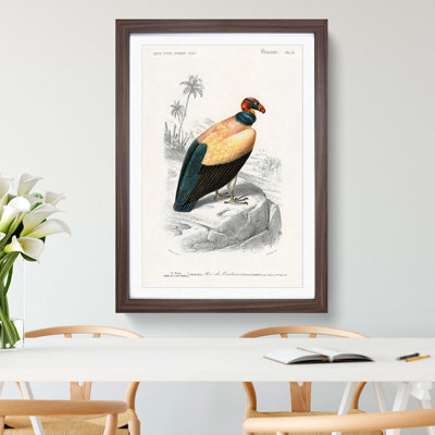 King Vulture Illustration by Charles D Orbigny - Framed Print