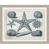 Aquatic Specimines 1 Print