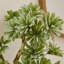 38cm Plant