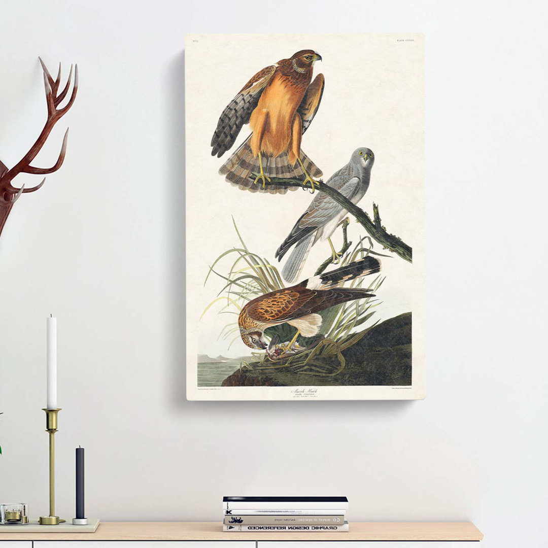 Marsh Hawks by John James Audubon - Wrapped Canvas