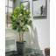 Palmier artificiel Panama dans un vase-30893322