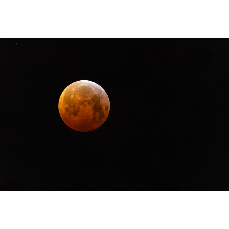 Loup super sang de lune par Sjo, H 12 po x l 18 po