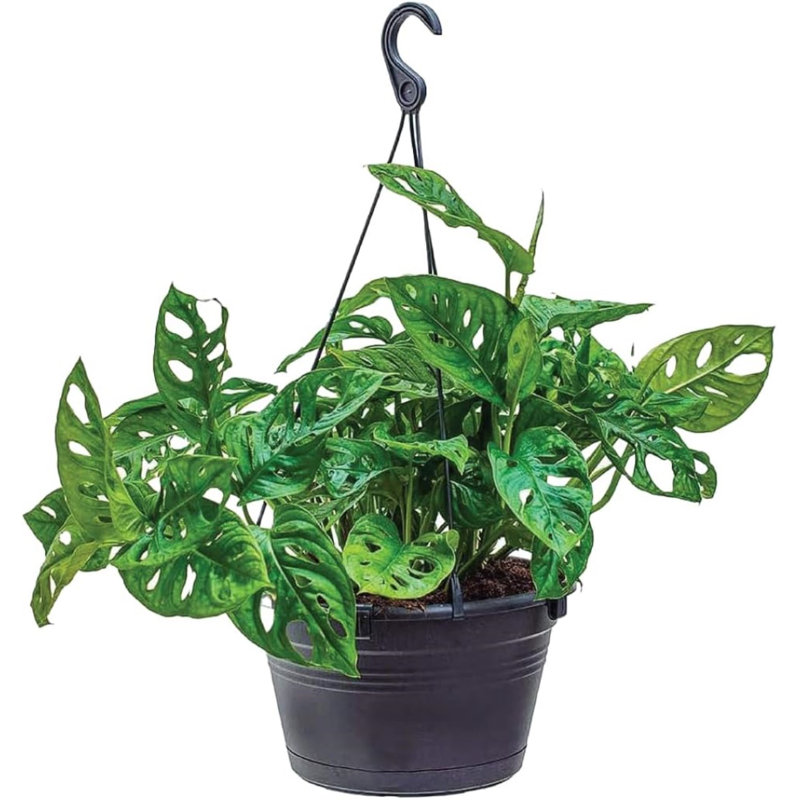 sansevieria desertii Sansevieria Desertii 