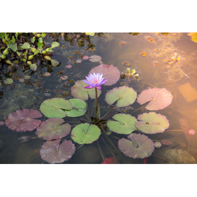 Shellenbarger Water Lily - Photograph