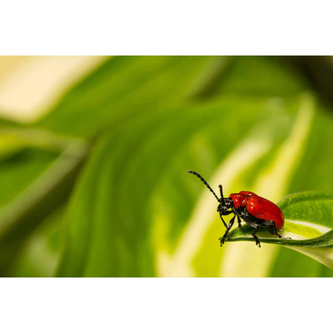 Lily Leaf Beetle von JasonOndreicka - Kunstdrucke auf Leinwand