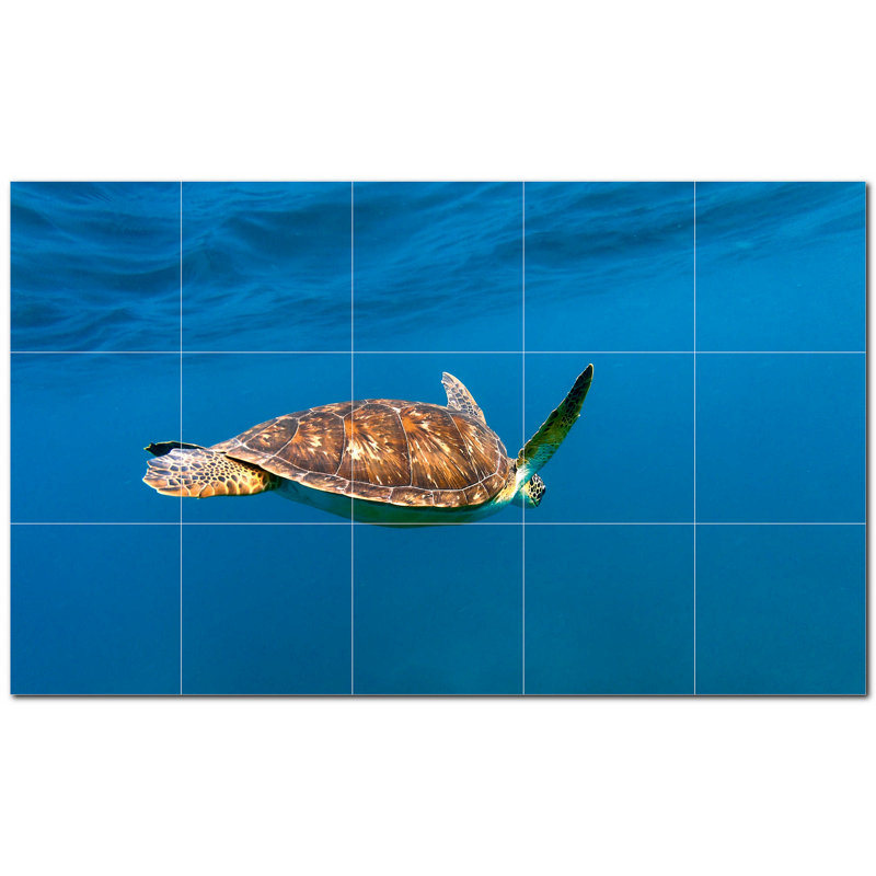 Tortue photo 8 x 8