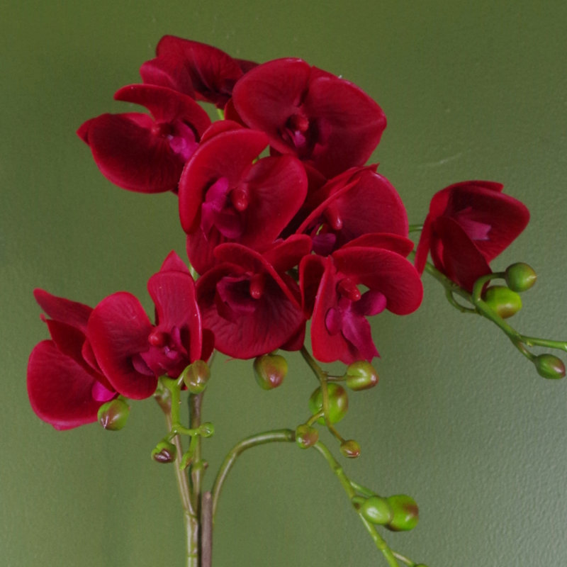 Plant, Red