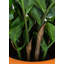 Fausse plante botanique Zamifolia