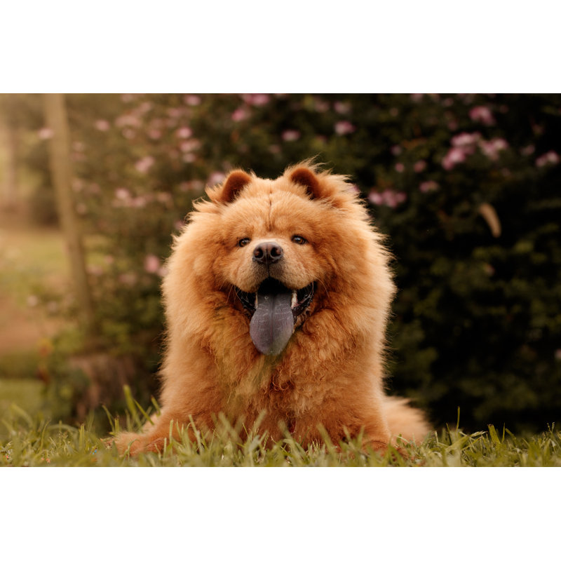 Chow-chow Portrait by Thais Almeida - No Frame Art Prints on Canvas, 20cm H x 30cm W