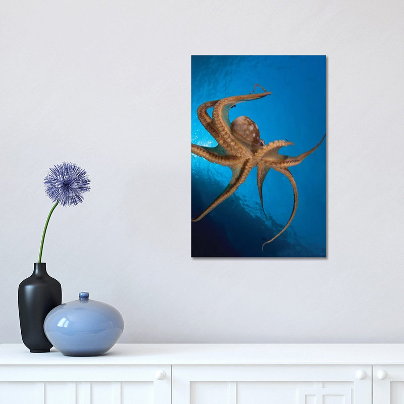 View Of The Tentacle Suckers On The Day Octopus (Octopus Cyanea) I - Wrapped Canvas Print, 30.48 cm H x 45.72 cm W