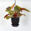 Live Red Prayer Plant in Black Hanging Pot
