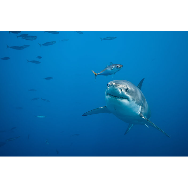 " Great White Shark " by Vladoskan, 32" H x 48" W  