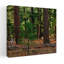 Small sapling growing in ponderosa pine tree forest Kaibab National Forest Arizona USA. 1 Piece Wrapped Canvas Wall Art-1379722477